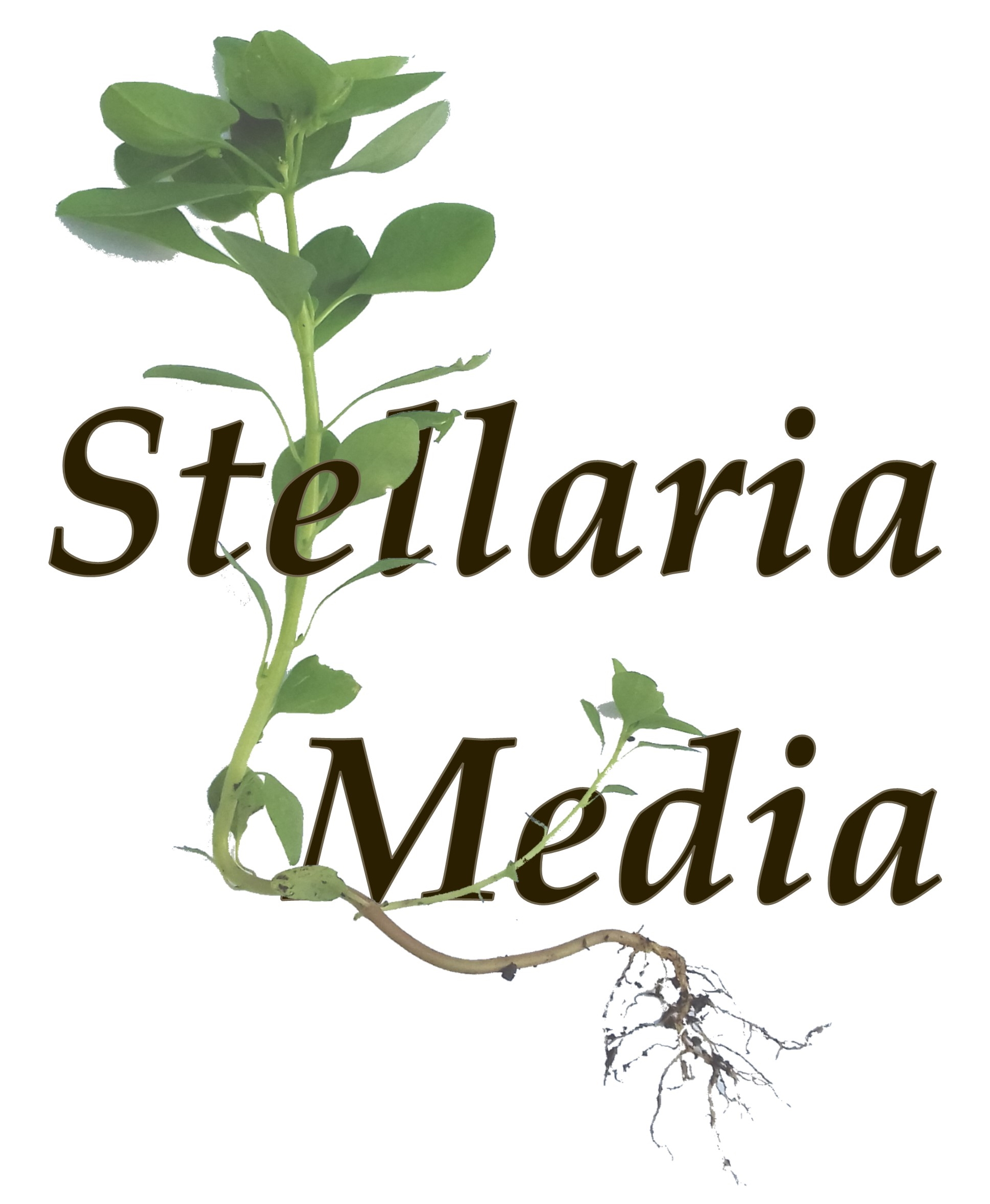 Stellaria Media