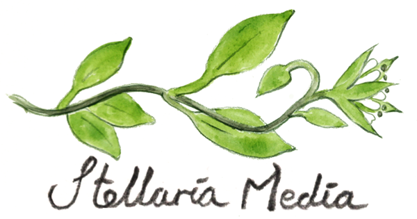 Stellaria Media